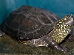 Российским паломникам потрепали нервы в Израиле. Верующие просят защиты у МИДа - «Новости»