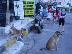 С туристов в Киото будут брать налог до $9 - «Новости»