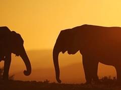 СМИ: следователя в Подмосковье расстреляли по заказу мошенников, обворовывавших турфирмы - «Новости»