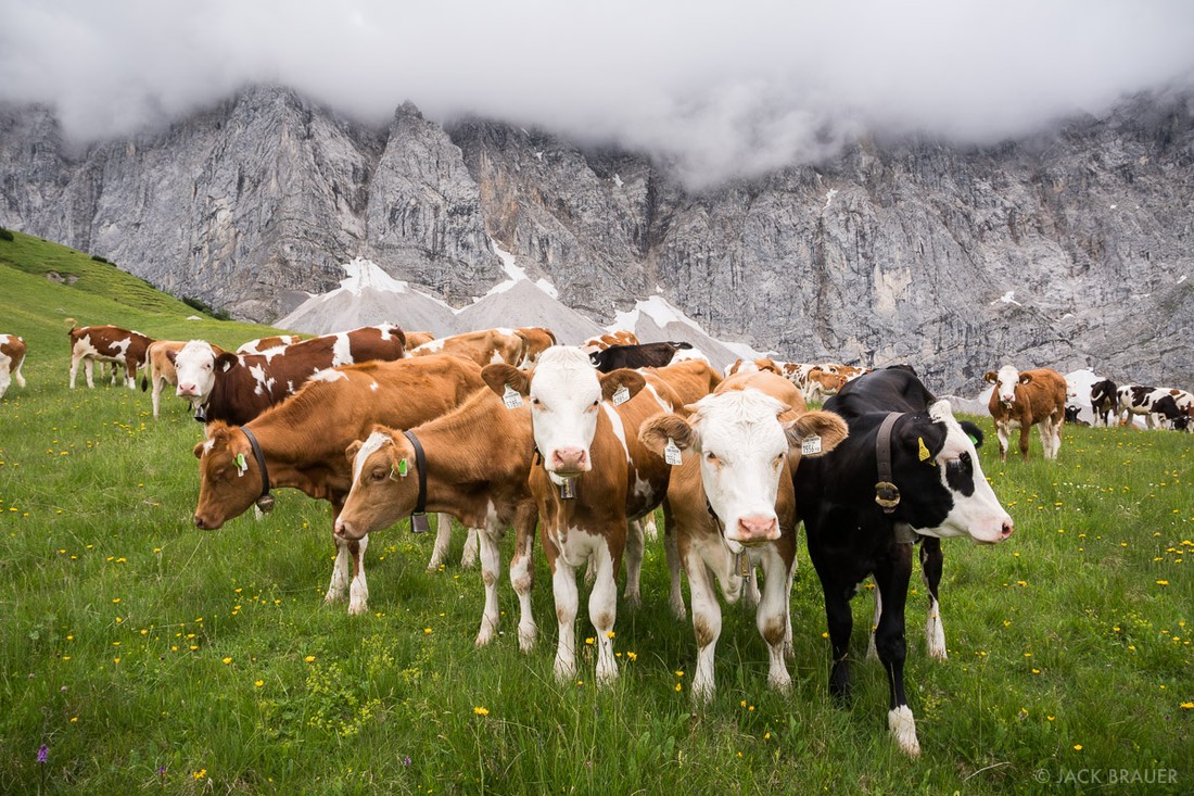 Животноводство в Австрии