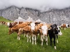 Экс-директор DSBW собирал раритетные авто, после банкротства их пускают с молотка - «Новости»