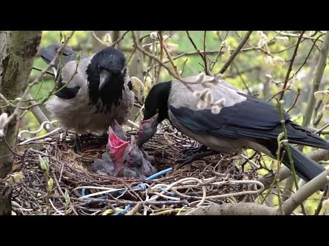 Семья ворон кормят своих птенцов в гнезде, часть 1 - «Видео новости»