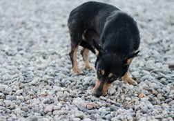 Red Wings полетит из Москвы на южное побережье Шри-Ланки - «Новости Туризма»